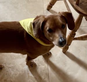 my dog